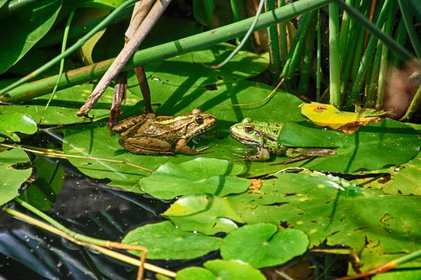 Duas rãs na natureza — Fotografia de Stock