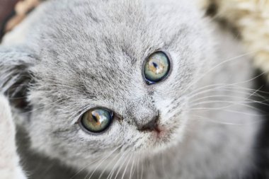 küçük İngiliz yavru kedi