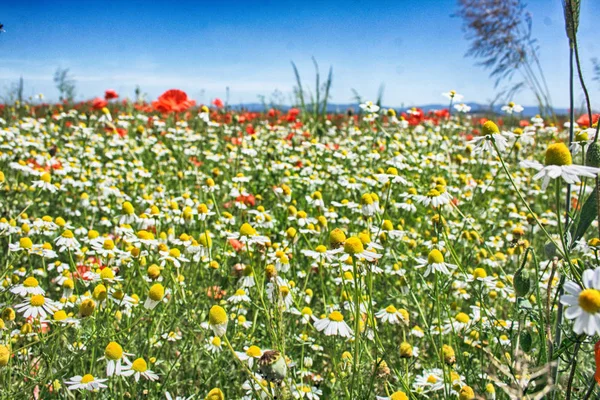 Spring flower field — Stock Photo, Image