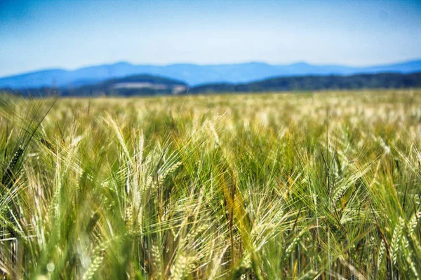 Spring corn field — Stock Photo, Image