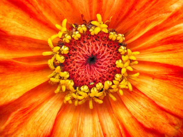 Oranžový květ pozadí — Stock fotografie