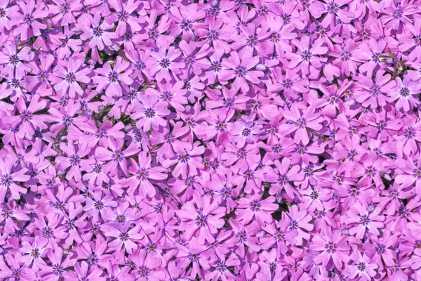 Violet flower background — Stock Photo, Image