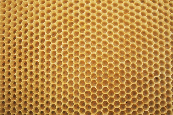 Bienenwachs aus Honig — Stockfoto