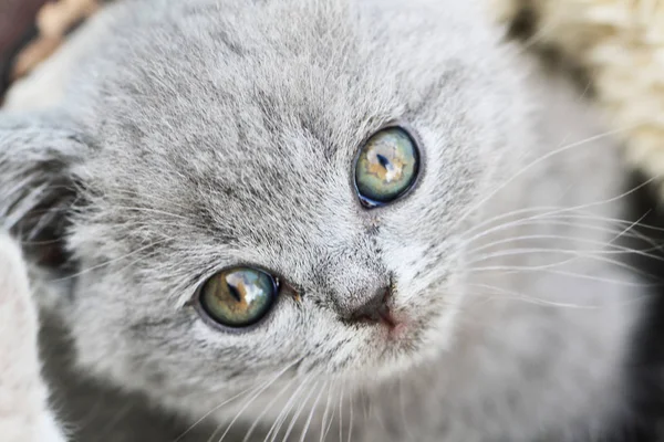 küçük İngiliz yavru kedi