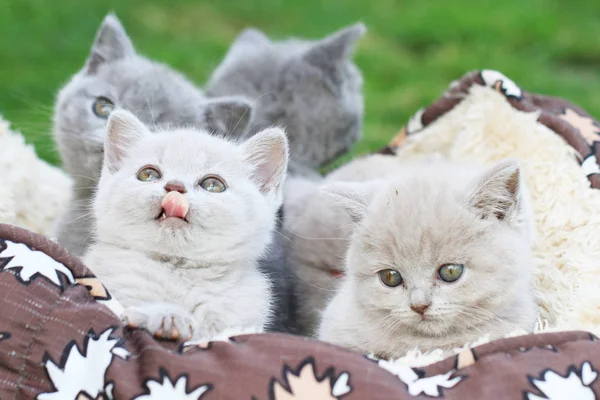Små brittiska kattungar — Stockfoto