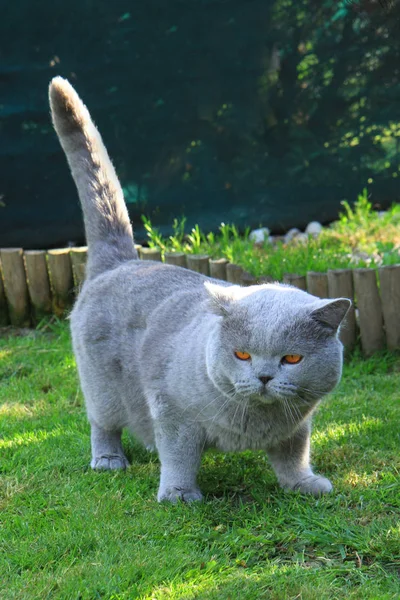 古いイギリスの猫 — ストック写真