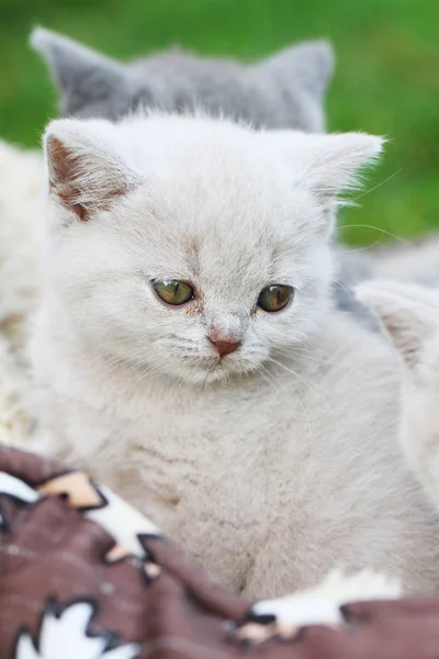 Pequeno gatinho britânico — Fotografia de Stock