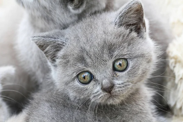 Маленькие британские котята — стоковое фото
