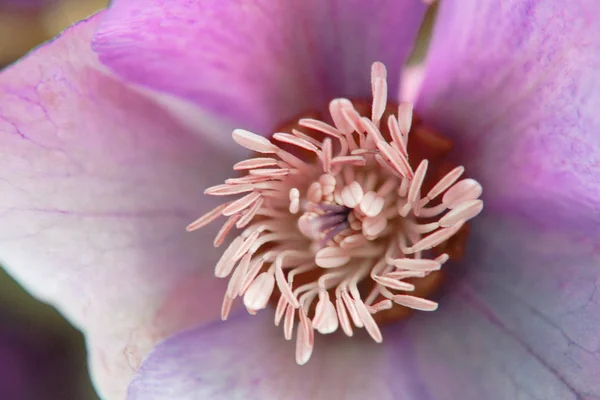 Detail van voorjaar bloem — Stockfoto