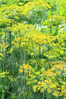 Dereotu çiçek arka plan