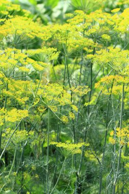 Dereotu çiçek arka plan