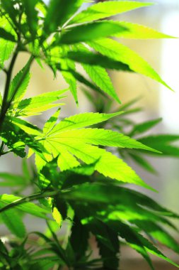 cannabis plant achtergrond