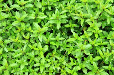 yeşil nane bitki tetxure
