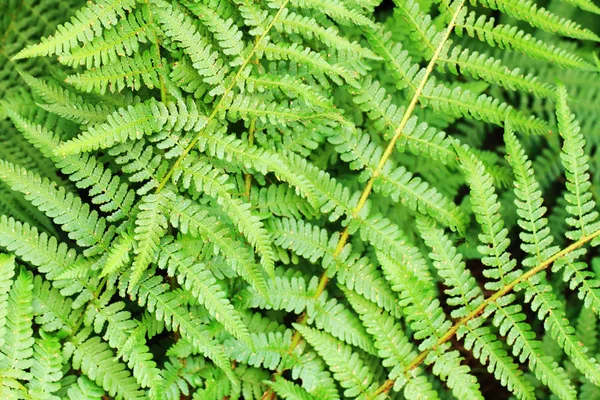 Текстура рослини зеленого папороті — стокове фото