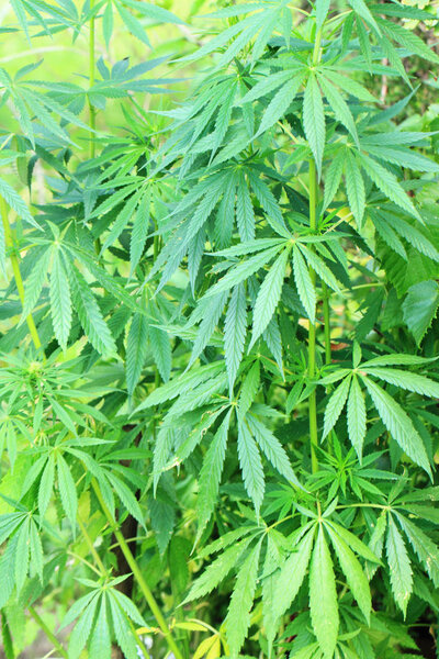 растительный фон конопли
