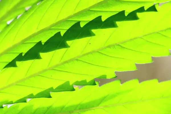 Fundo planta cannabis — Fotografia de Stock