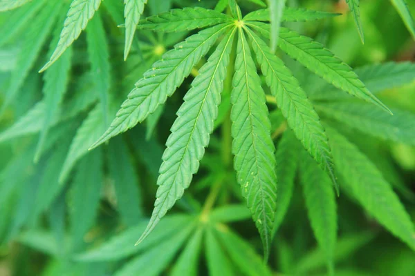 Fundo planta cannabis — Fotografia de Stock