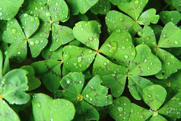 dört su damlaları ile bitkiler yaprakları