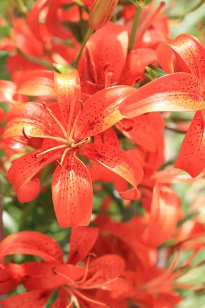 Orange lilly flowers — Stock Photo, Image