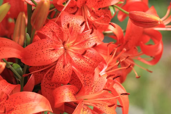 Orange lilly flowers — Stock Photo, Image