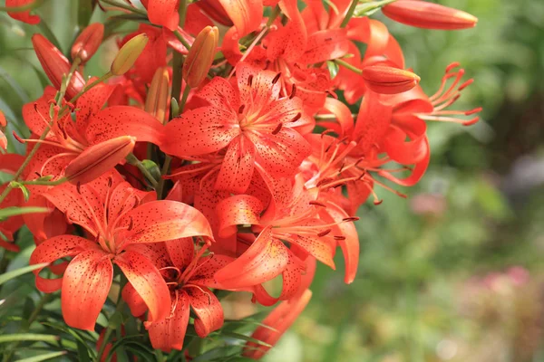 オレンジのリリーの花 — ストック写真