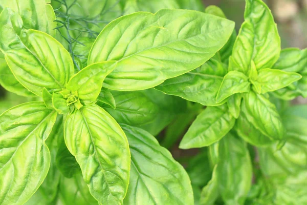 Green basil plant — Stock Photo, Image