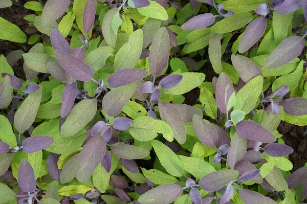 Pianta di salvia foglie viola — Foto Stock