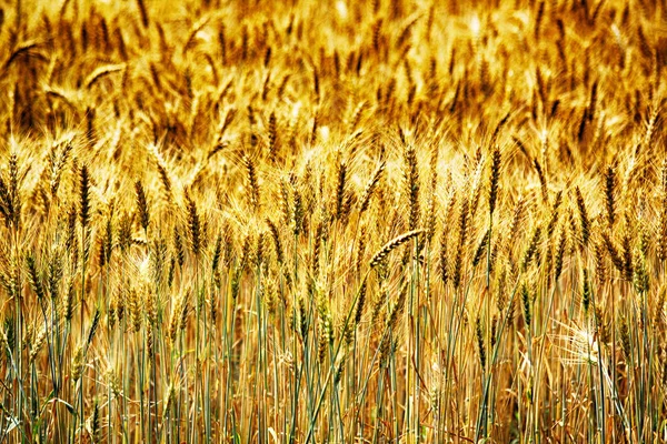 Kukurydza złote tło — Zdjęcie stockowe