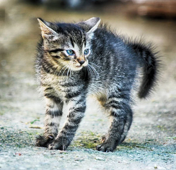 Очень маленькая кошка — стоковое фото