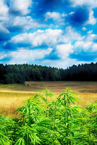 Campo de plantas de maconha — Fotografia de Stock