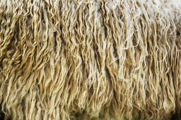 Sheep wool texture — Stock Photo, Image