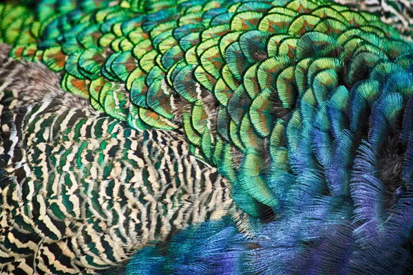 Колір пера текстури — стокове фото