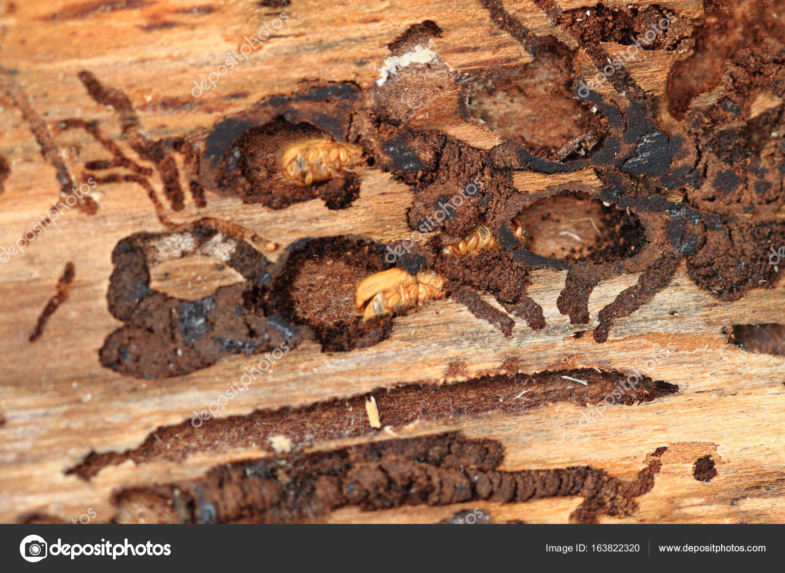 Bark beetle as dangerous insect Stock Photo by ©jonnysek 163822320