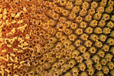 Ayçiçeği güzel arka plan olarak