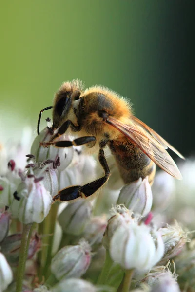 Bee en witte bloem — Stockfoto