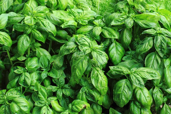Basil plant background — Stock Photo, Image