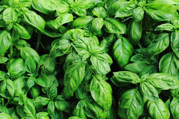 Basil plant background — Stock Photo, Image