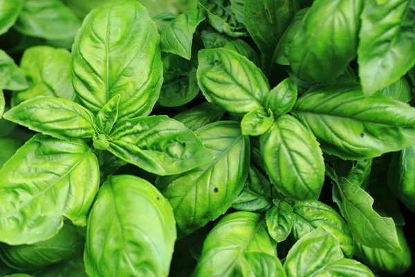 Basil plant background — Stock Photo, Image