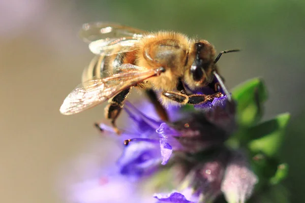 Пчела и фиолетовый цветок — стоковое фото