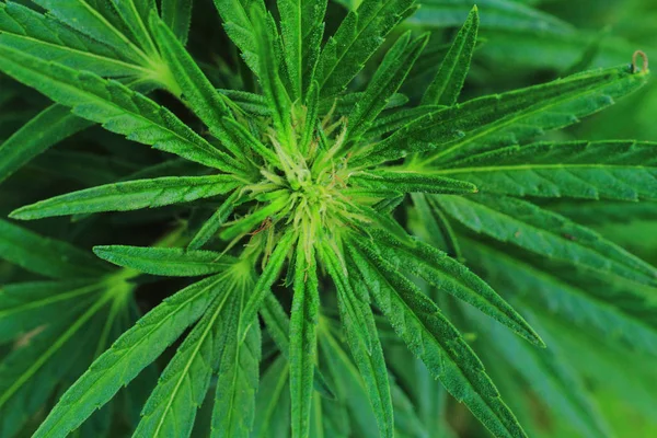 Detail der Marihuana-Pflanze — Stockfoto