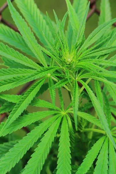 Detail der Marihuana-Pflanzedetalj av marijuana växt — 图库照片