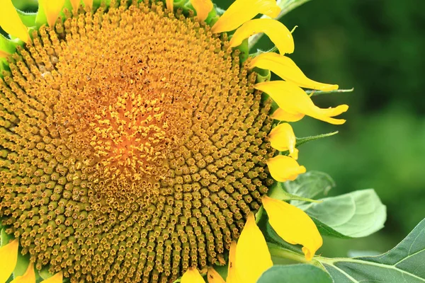 Summer sunflower background — Stock Photo, Image