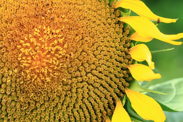 Letní slunečnice pozadí — Stock fotografie