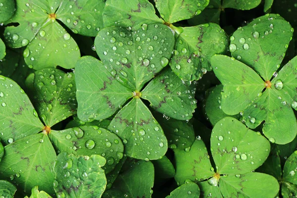 Fourleaves with water drops — Stock Photo, Image