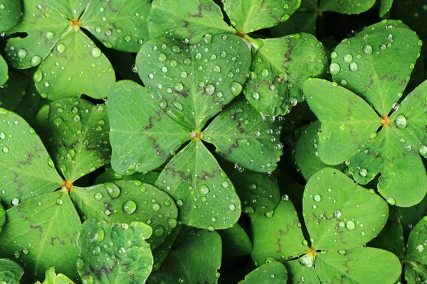 Cuatro hojas con gotas de agua — Foto de Stock