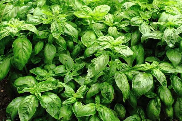 Basil plant background — Stock Photo, Image