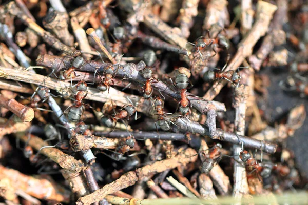 Ants in the anthill — Stock Photo, Image