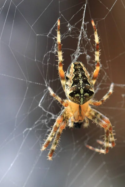 Araña está comiendo mosca — Foto de Stock