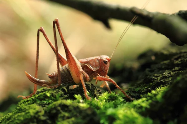 Brown grasshopper in the moss — Stock Photo, Image
