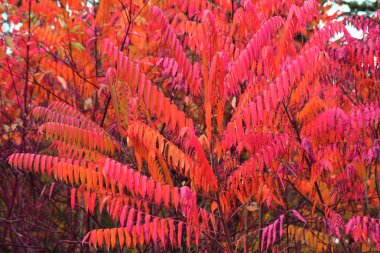 sonbahar renk doku bırakır 